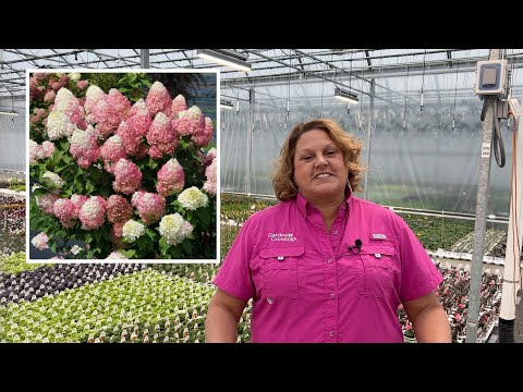 How to Plant Panicle Hydrangeas for the Most Summer Color