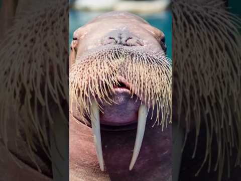 The Arctic Giant With the STRANGEST Bedtime Routine 🤯