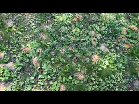 Beautiful Yard Damaged by Digger Bees in Manalapan, NJ