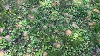 Watch video: Beautiful Yard Damaged by Digger Bees in Manalapan, NJ