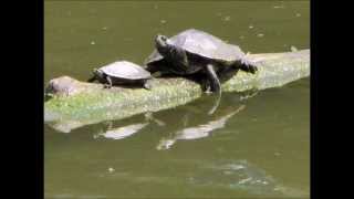 preview picture of video 'Turtles of the Belle River in Marine City, MI 6 25 14'