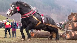 40 Momentos con Caballos Increíbles Que Vale la Pena Ver