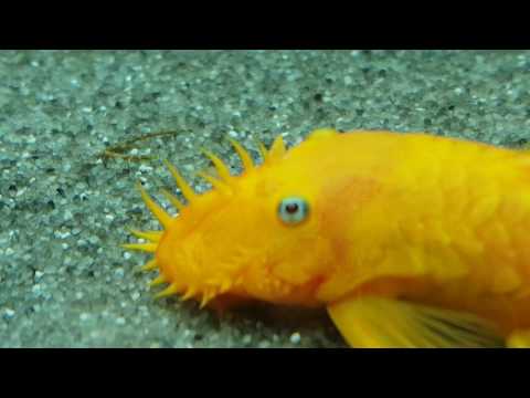 青い目の金剛毛プレコ