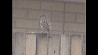 Besame Mucho - Callum Watson