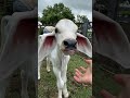 Blauäugiges Kalb ️
