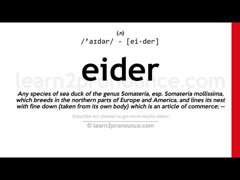 Pronunciation of Eider | Definition of Eider