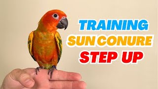 How I Taught Sun Conure to Step Up – Third Week Together