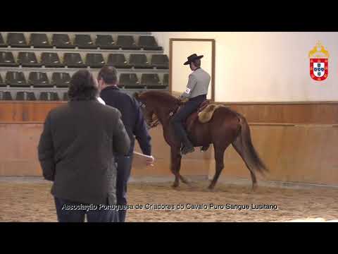 220129 40 Mirtilo - Aprovação de Garanhões