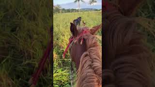 Bora buscar a mimosa no pasto #dianaroça