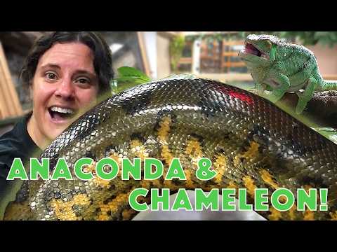 The Reptile Zoo preview