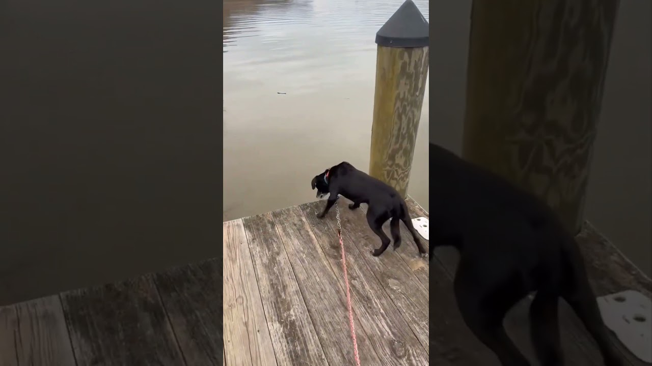 Enlarge Priya, a Adoptable Mixed Breed in Fredericksburg, VA video 6/6