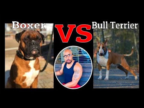 Boxer vs Bull Terrier   Which Breed Makes the Better Guard Dog?