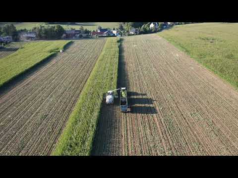 Maisernte Bei Treuen mit Drohne in 4K