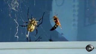Wasp Vs. Spider | Outrageous Acts of Science