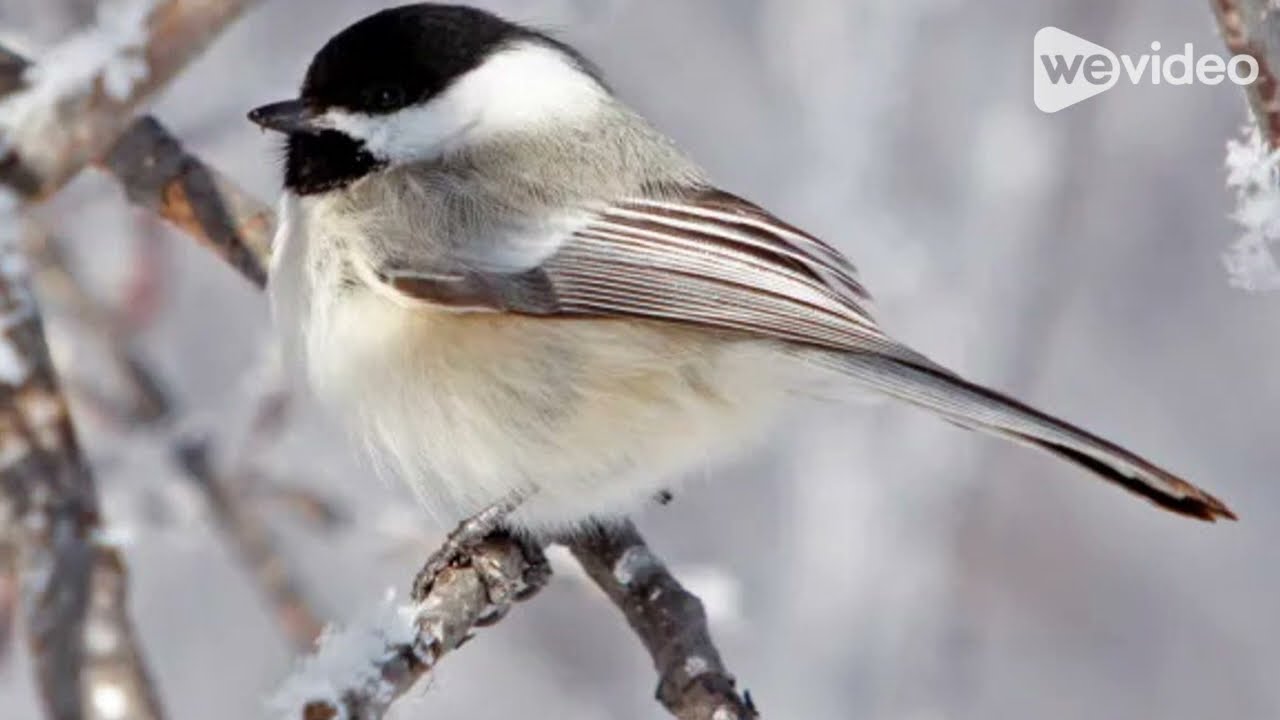 Birds of a Feather in Our Changing Weather - by Kensal Park French Immersion (Grades 4-8)