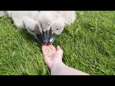 Tiny Swan Babies (Cygnets) Eat Out of My Hand and Make Silly Beeping Noises
