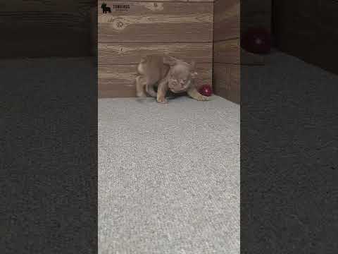 Video 3