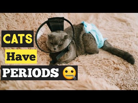Do Cats Have Periods ?? Menstruation Cycle in Cats | My Cat on Heat Cycle