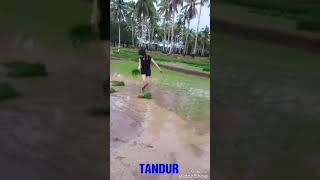 Download lagu Gadis Cantik Tanam Padi mp3