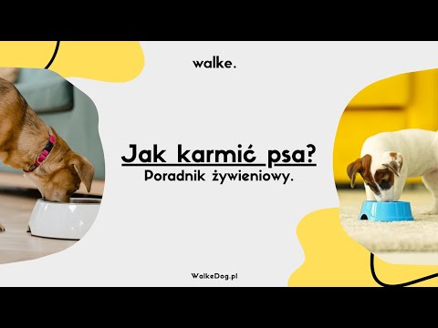 Jak PRAWDŁOWO KARMIĆ swojego PSA? Poradnik od SZCZENIAKA do SENIORA.