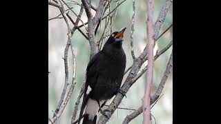 Download lagu Gema yang Megah! Suara Currawong Belang ⛰️🎵 mp3