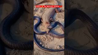 Download lagu Wildlife Fights : Cobra 🐍 Vs Monitor Lizard 🦎 #wildlife #cobra #animals mp3 Download lagu Wildlife Fights : Cobra 🐍 Vs Monitor Lizard 🦎 #wildlife #cobra #animals mp3