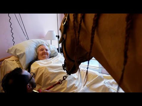 Ehpad : Peyo, ce cheval qui visite les patients jusque dans leur chambre