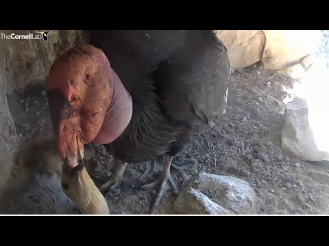 CA Condors Tom's Canyon ~ Amazing Closeups Of Mom #46 & Dad #62 Feeding Condor Chick!! 🐥 7.2.22