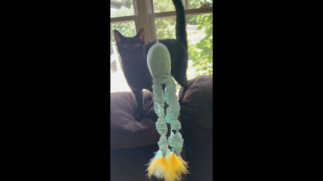 Enlarge Phantom, a Adoptable mixed breed in Libertyville, IL video 4/4
