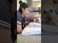 Chutki Adoptdontshop Indiedogs Shorts Rashmigautam Animalwelfare 4th October