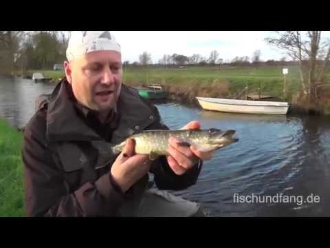 Matze Koch: Pike caught in dredgers and frost