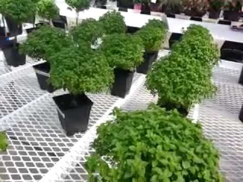 download lagu mp3 mp4 Basil Tree, download lagu Basil Tree gratis, unduh video klip Basil Tree