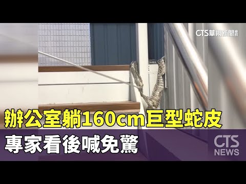 頭皮發涼！辦公室躺160cm巨型蛇皮　專家看後喊免驚