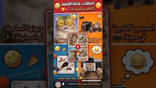 أجمل لحظات القطط 😂🐱  شوفوا شنو وقع! 😻🤣