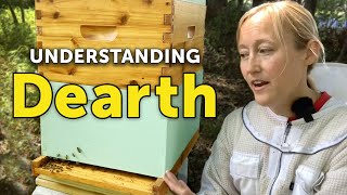 Bees Struggling to Find Food? Here's What Actually Works