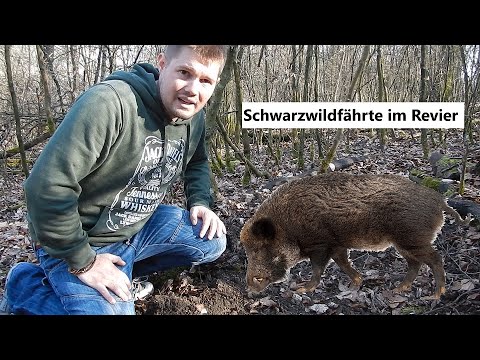 Kleines Waldlexikon (17) - Das Schwarzwild (bzw. die Wildschweine) im Revier