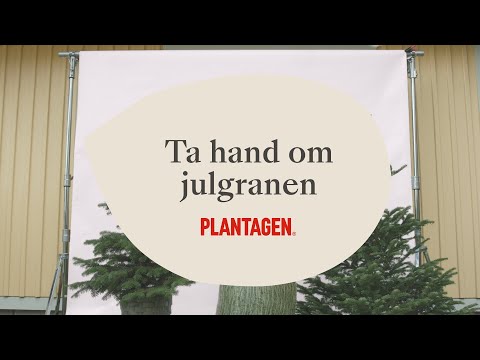 Ta hand om julgranen