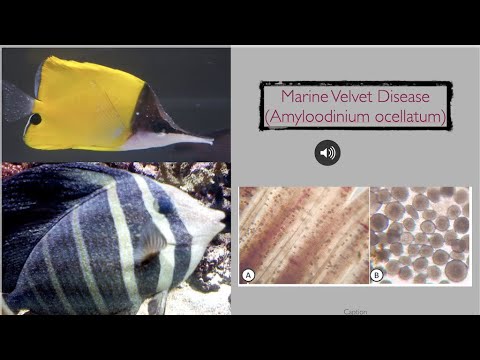 Marine Velvet Disease (Amyloodinium ocellatum)