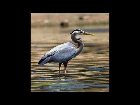 Heron Bird Call