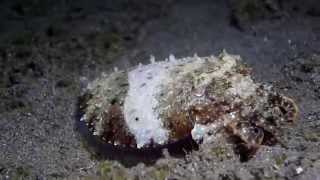 Anilao Dive Expedition Part 3 - Night Dives - Sony a6000