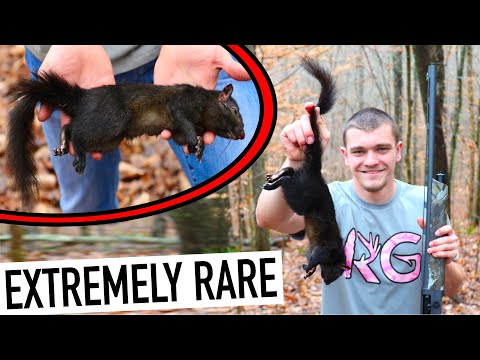 I Hunted EXTREMELY RARE Melanistic Squirrels! (1 in 10,000)