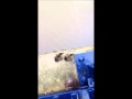 Skydiving Ducks Wmv