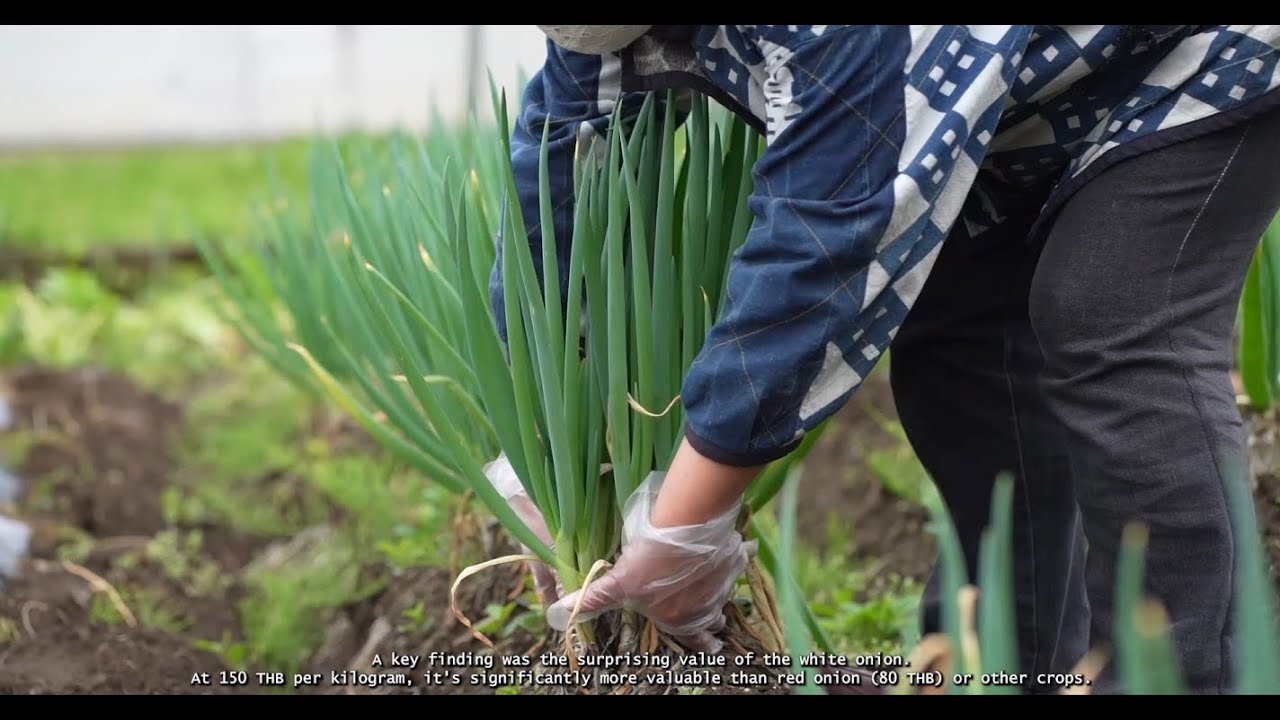 White Onion Community Innovation Project Bung Khla