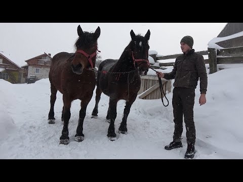 Caii lui Cipri de la Marisel, Cluj 2019