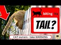 Cat Attacking Its Tail A WARNING To Cat OWNERS