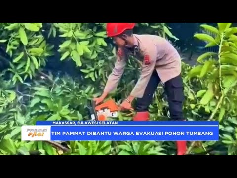 PERINTIS PRESISI POLDA SULSEL EVAKUASI POHON TUMBANG