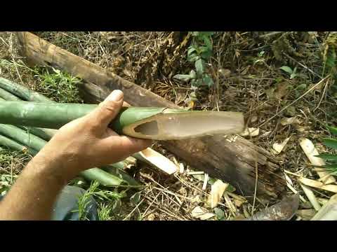 , title : 'cortando bambu estaqueando pepino e passando fitilho!! 4 vídeo'