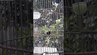 Download lagu Burung Kolibri Ninja KONIN ISIAN PELATUK #konin #konindacok #koninjuara #kolibrininja #kolibri mp3