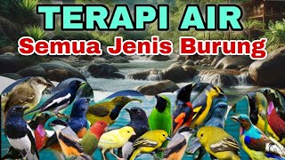Download lagu JANGAN NYERAH DULU BURUNG MACET BUNYI COBA TERAPI, TERAPI AIR UNTUK SEMUA JENIS BURUNG MACET BUNYI mp3