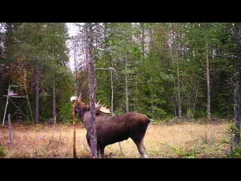 Älgjakt med jämthund [20taggare]